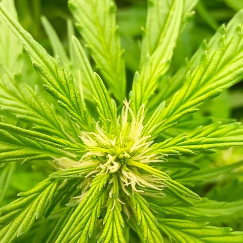 Неизвестный генетический growlog timeline photo
