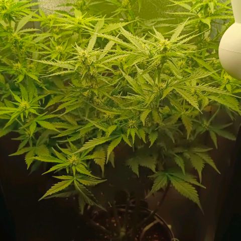 Неизвестный генетический growlog timeline photo
