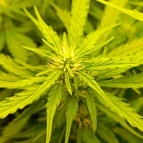 Неизвестный генетический growlog timeline photo