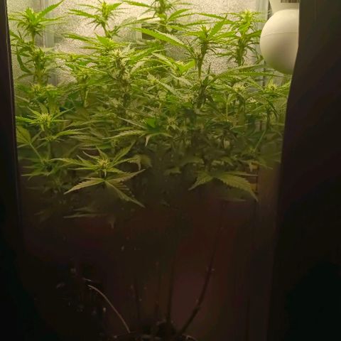Неизвестный генетический growlog timeline photo