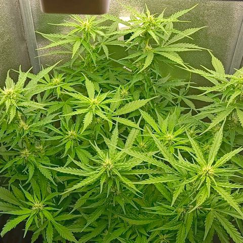 Неизвестный генетический growlog timeline photo