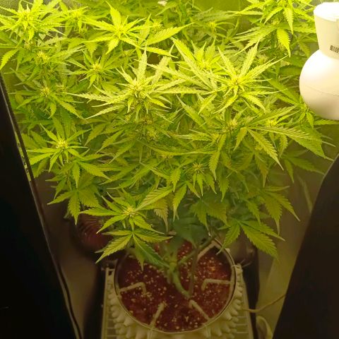 Неизвестный генетический growlog timeline photo