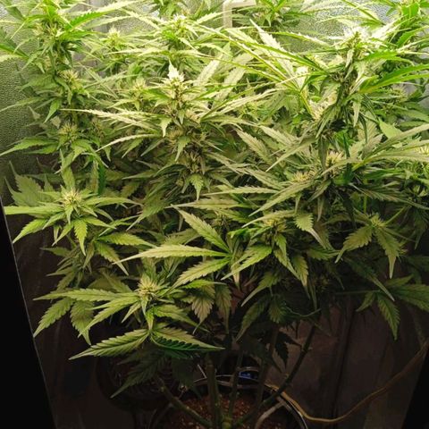 Неизвестный генетический growlog timeline photo