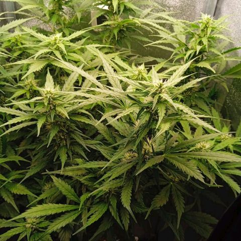 Неизвестный генетический growlog timeline photo