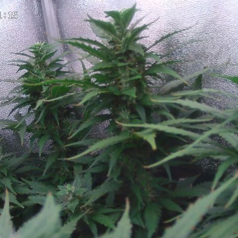 Неизвестный генетический growlog timeline photo