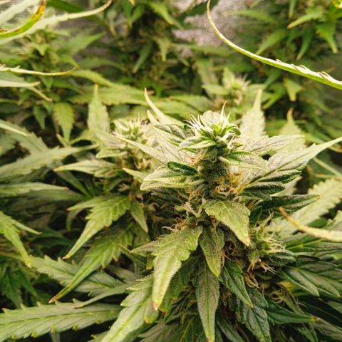 Неизвестный генетический growlog timeline photo
