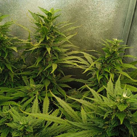 Неизвестный генетический growlog timeline photo