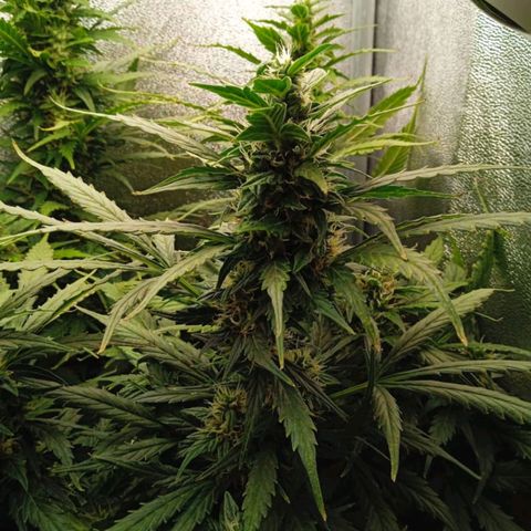 Неизвестный генетический growlog timeline photo