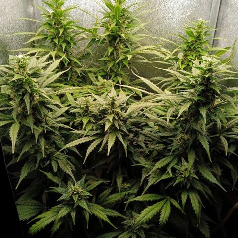 Неизвестный генетический growlog timeline photo