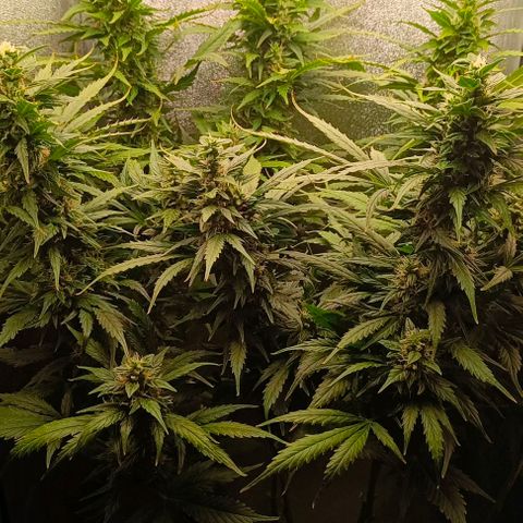 Неизвестный генетический growlog timeline photo