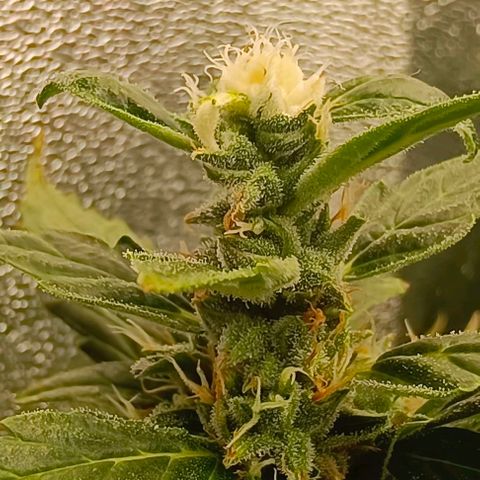 Неизвестный генетический growlog timeline photo