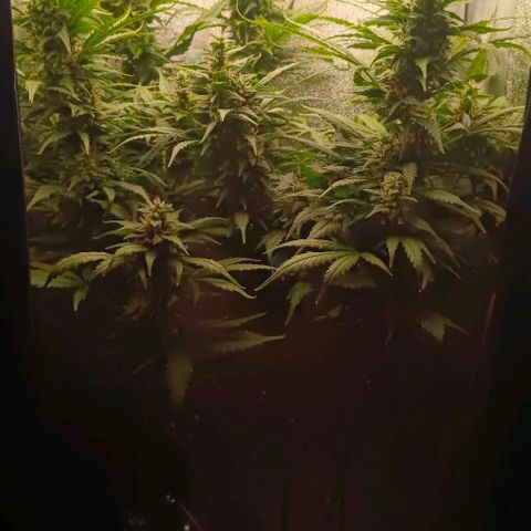 Неизвестный генетический growlog timeline photo