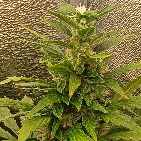 Неизвестный генетический growlog timeline photo