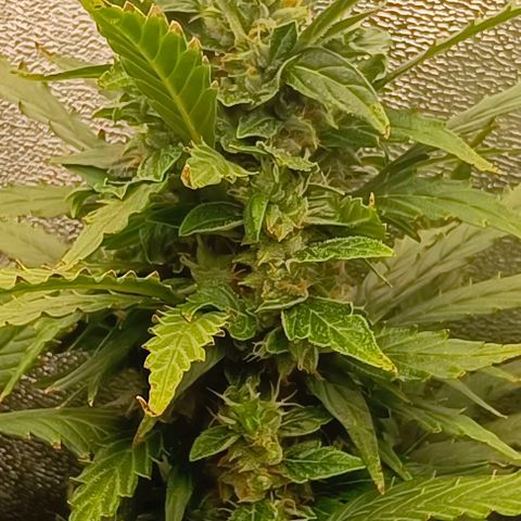 Неизвестный генетический growlog timeline photo
