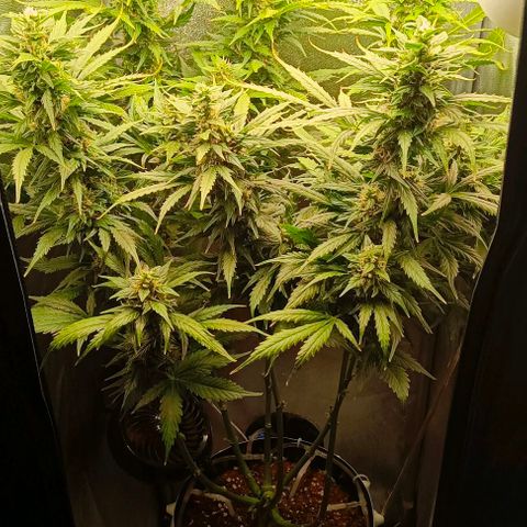 Неизвестный генетический growlog timeline photo