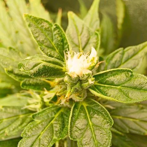 Неизвестный генетический growlog timeline photo
