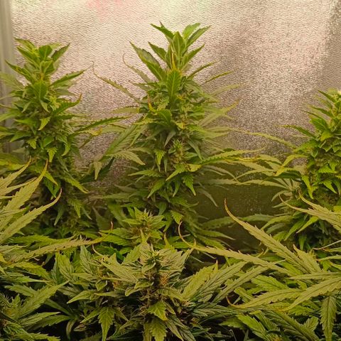 Неизвестный генетический growlog timeline photo