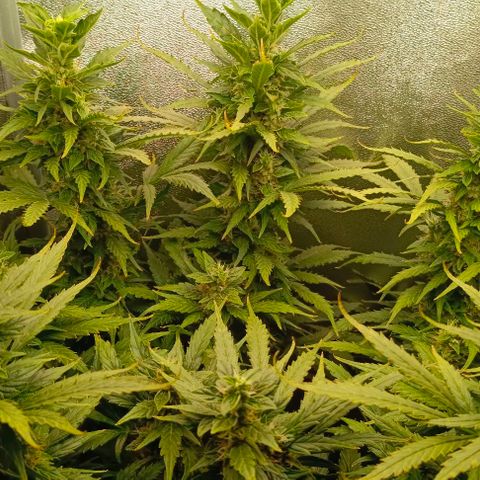 Неизвестный генетический growlog timeline photo