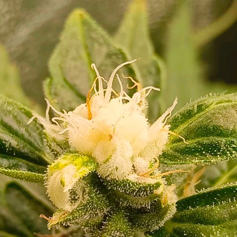 Неизвестный генетический growlog timeline photo