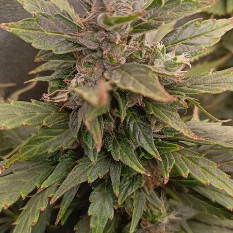 Неизвестный генетический growlog timeline photo