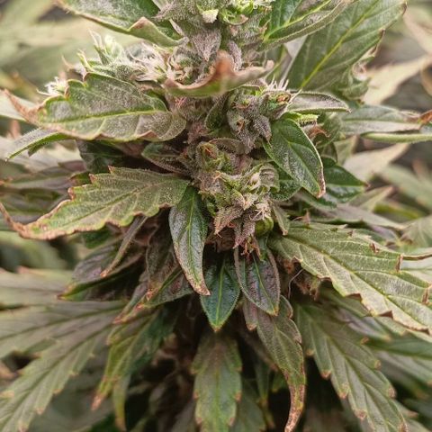 Неизвестный генетический growlog timeline photo