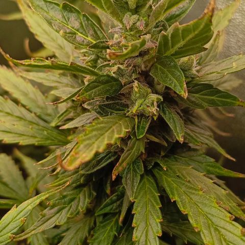 Неизвестный генетический growlog timeline photo