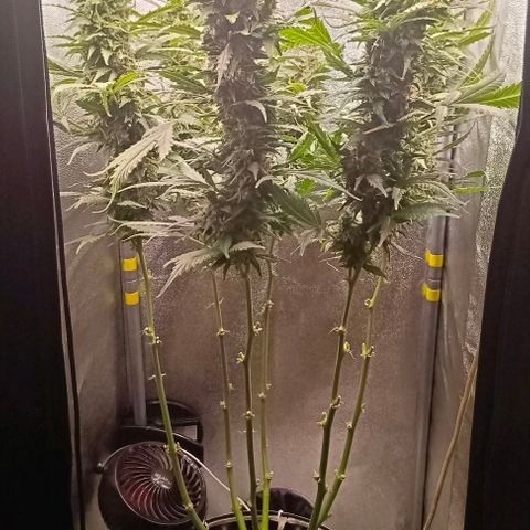 Неизвестный генетический growlog timeline photo