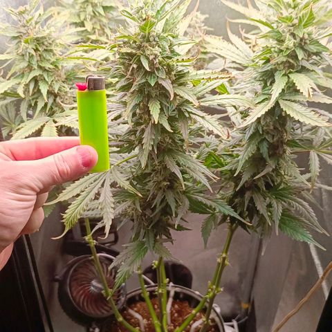 Неизвестный генетический growlog timeline photo