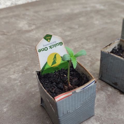 Q1 growlog timeline photo