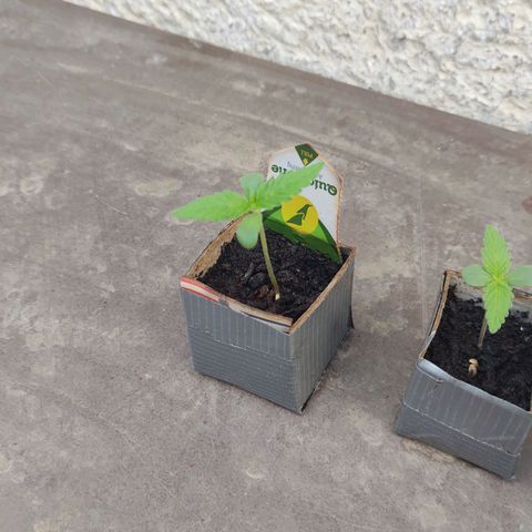 Q1 growlog timeline photo
