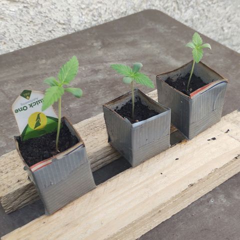 Q1 growlog timeline photo