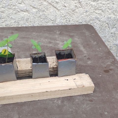 Q1 growlog timeline photo