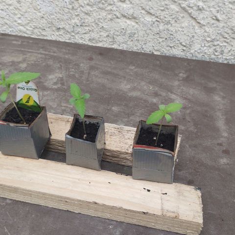 Q1 growlog timeline photo