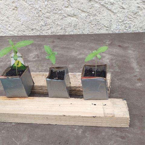 Q1 growlog timeline photo