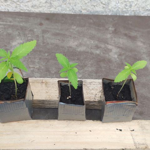Q1 growlog timeline photo