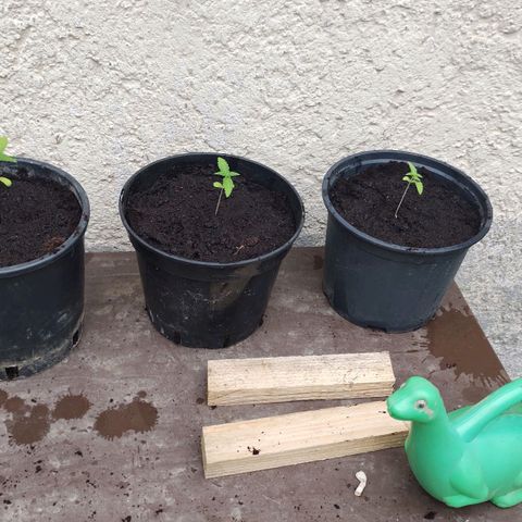 Q1 growlog timeline photo
