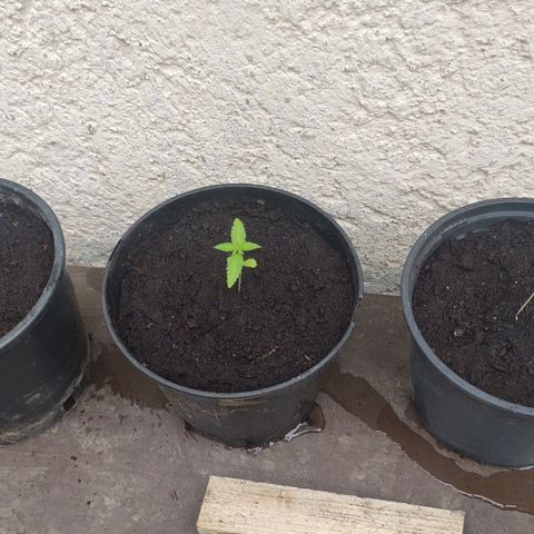 Q1 growlog timeline photo