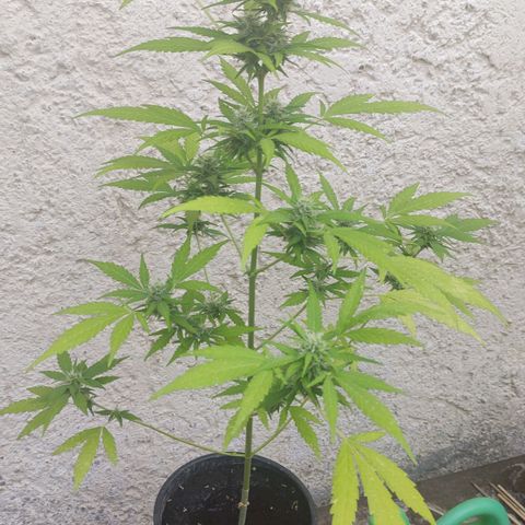 Q1 growlog timeline photo