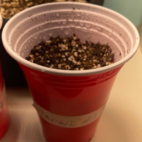 Tangie 1# growlog timeline photo