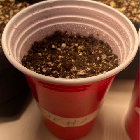 Tangie 2# growlog photo: Carolina Soil e Húmus 