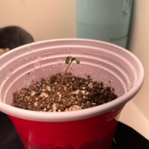 Tangie 1# growlog photo: Germinou.