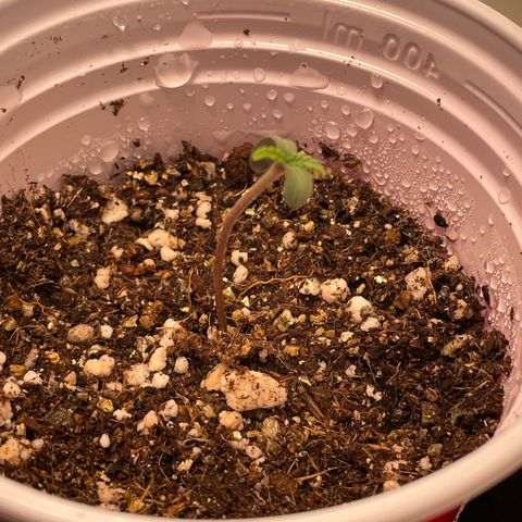 Tangie 1# growlog photo: Germinou.
