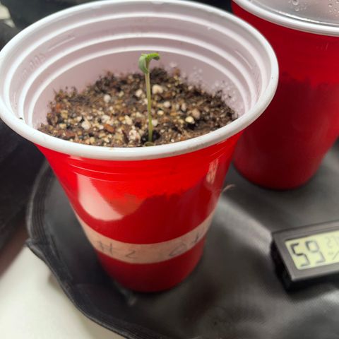 Tangie 2# growlog photo: Germinou