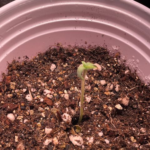Tangie 2# growlog photo: Germinou