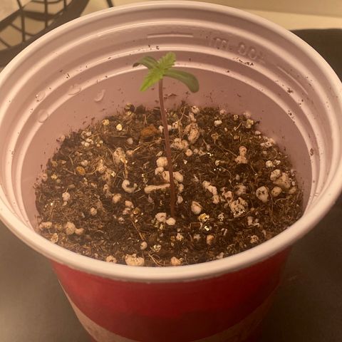 Tangie 1# growlog timeline photo