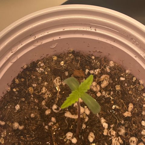 Tangie 1# growlog timeline photo
