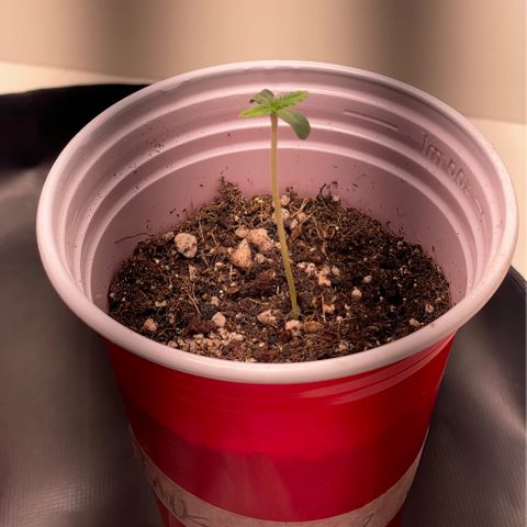 Tangie 2# growlog timeline photo