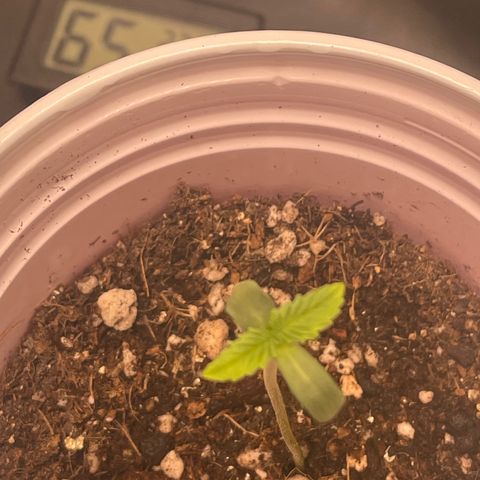 Tangie 2# growlog timeline photo