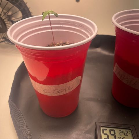Tangie 1# growlog timeline photo