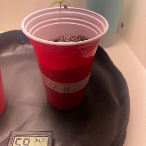 Tangie 2# growlog timeline photo
